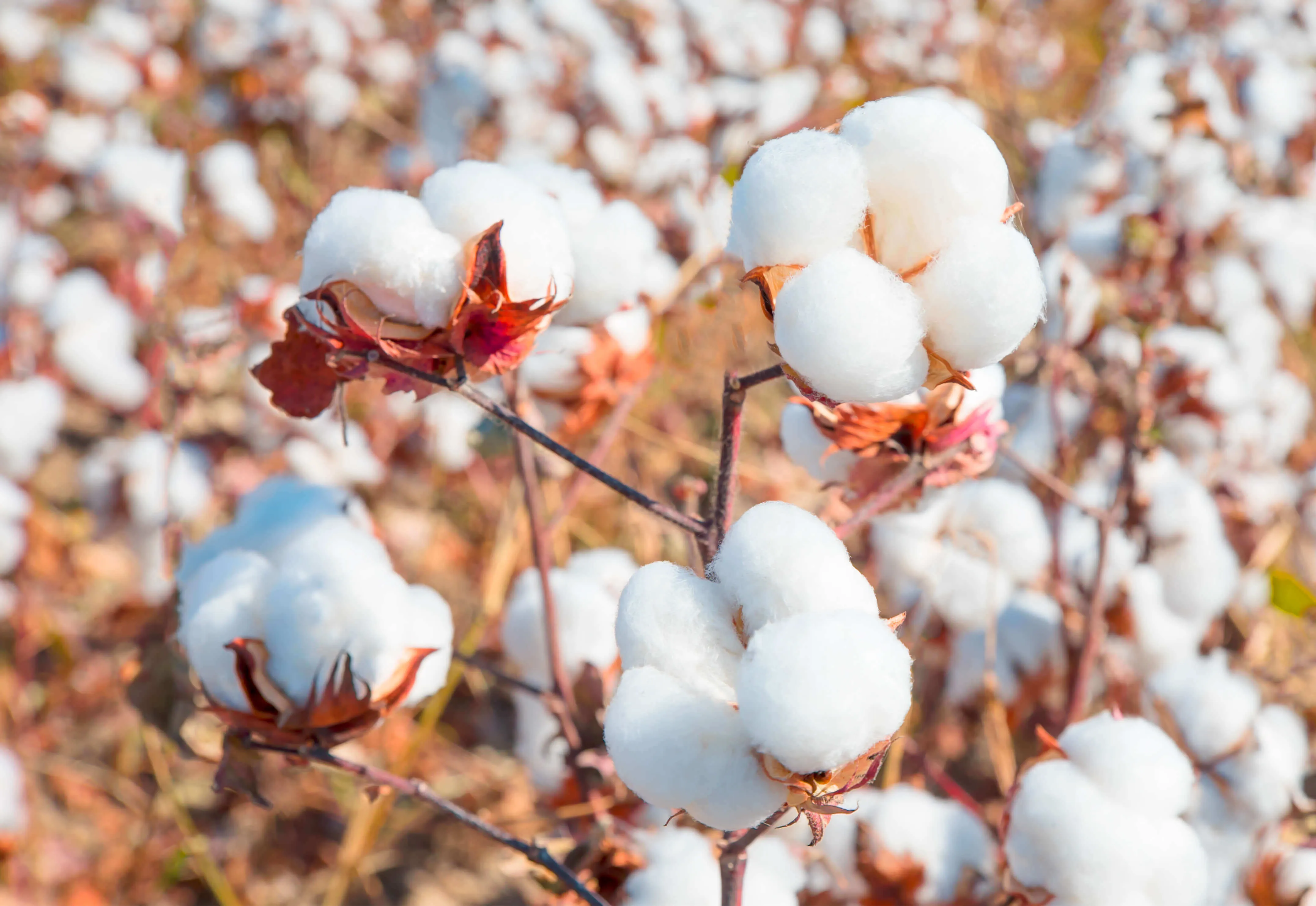Vai Cotton Pima la gi 1