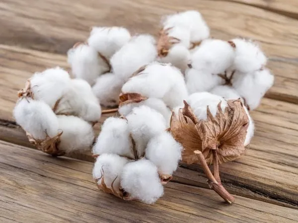 Chi Cotton 1 1